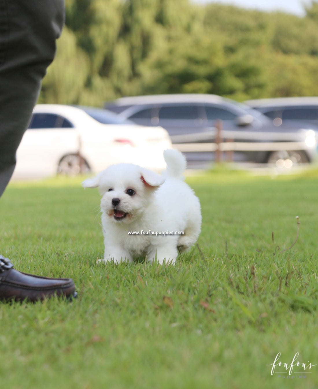 Duke - Coton de Tulear M.