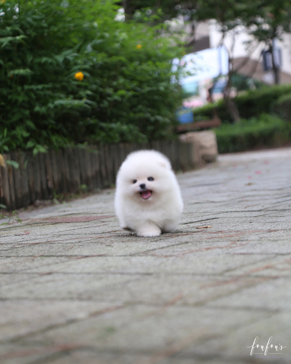 Sire - Pomeranian M.