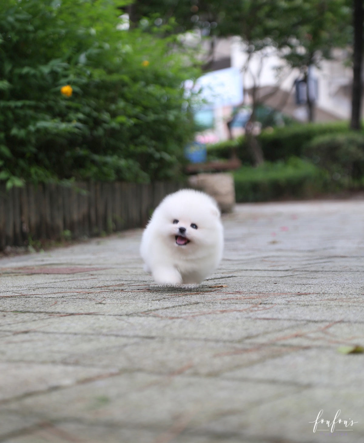 Sire - Pomeranian M.