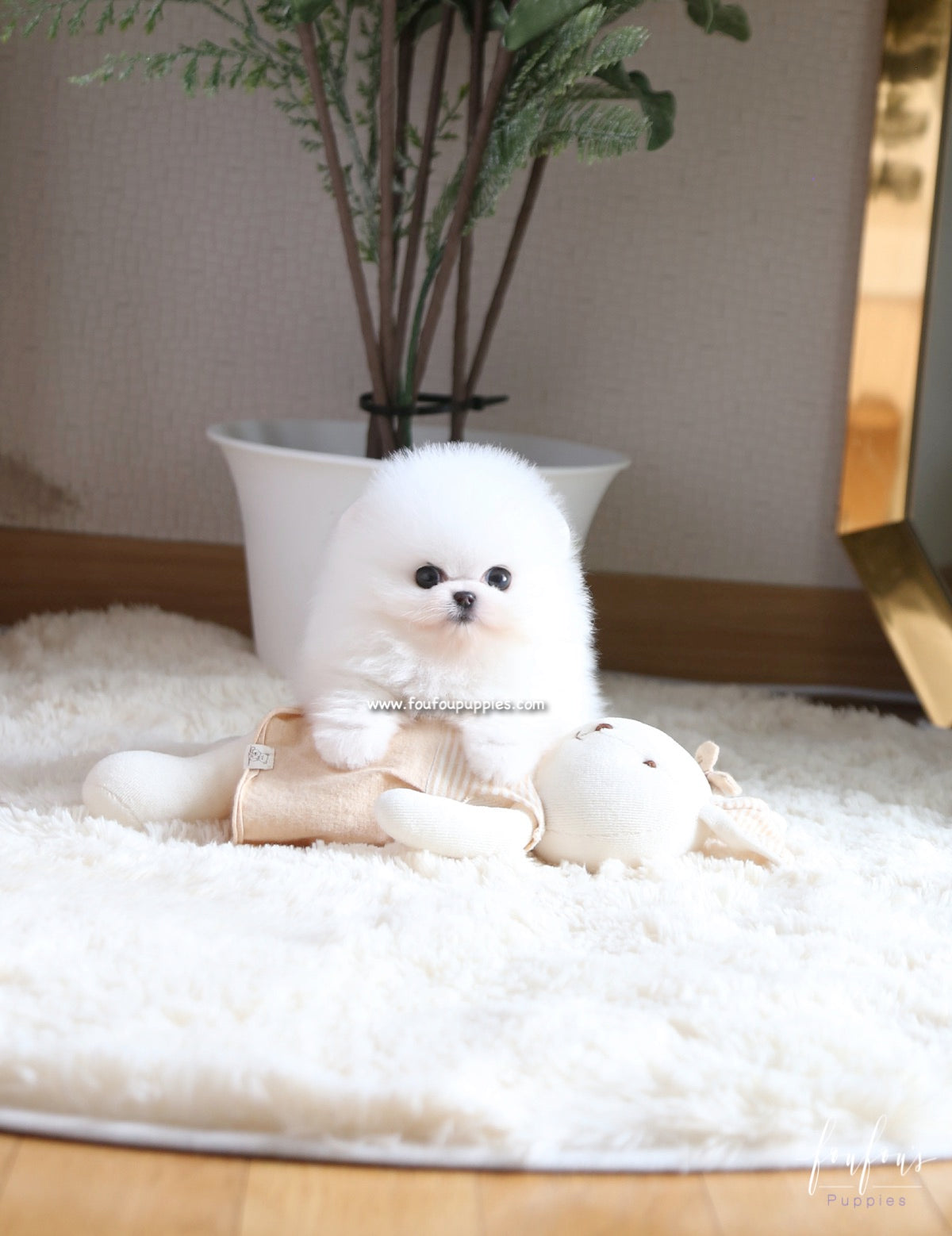 Bear - Pomeranian M.