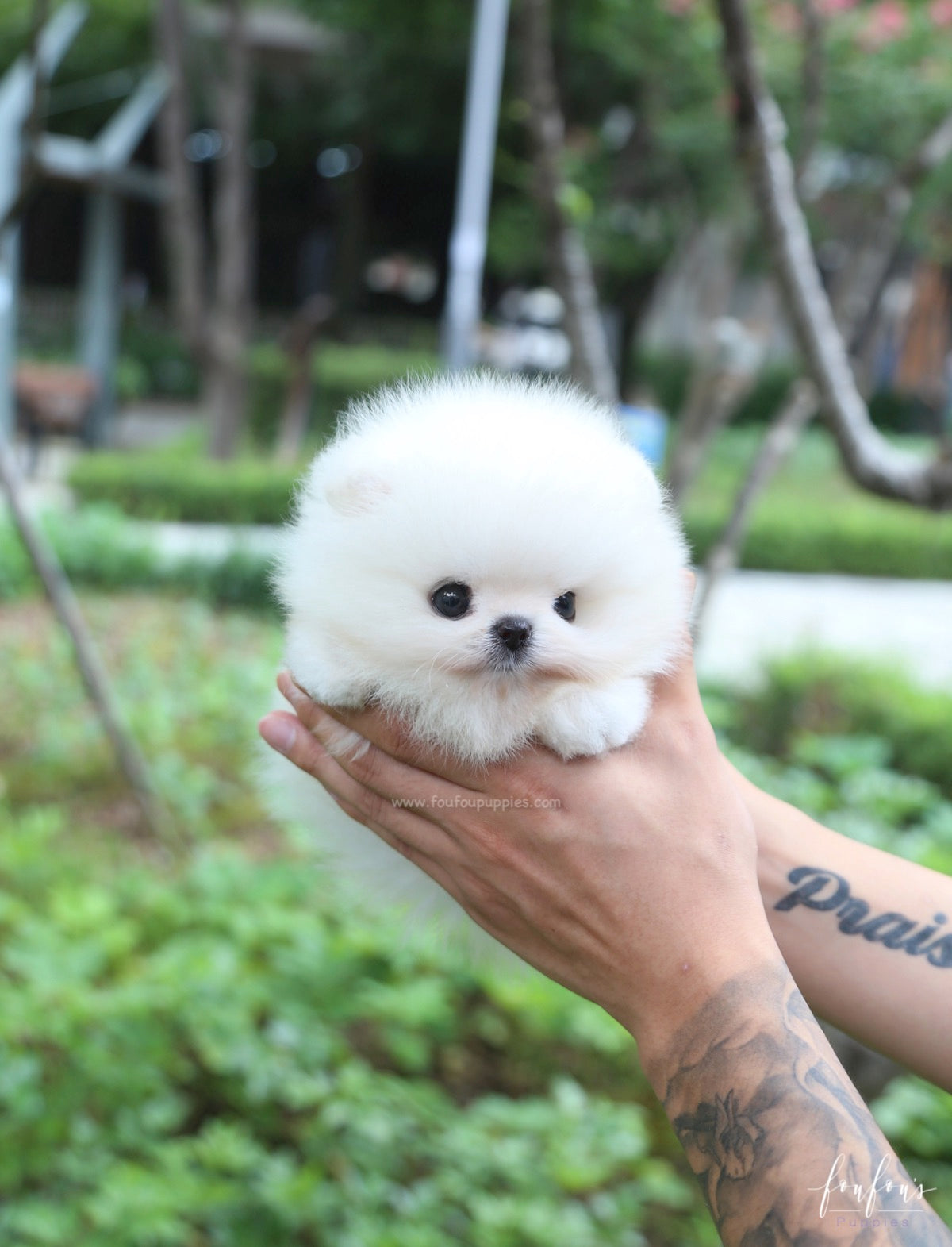 Sire - Pomeranian M.