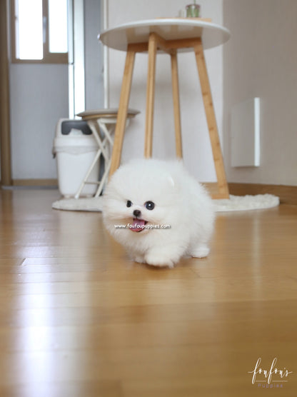 Bear - Pomeranian M.