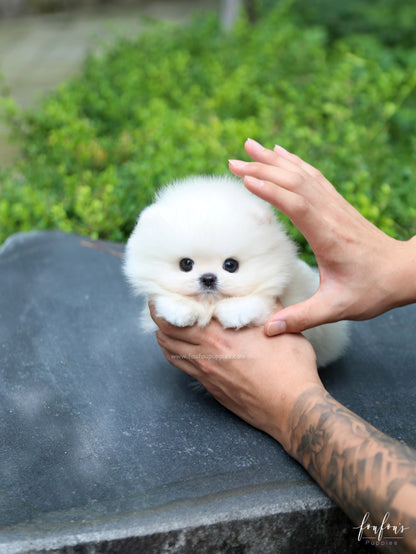 Sire - Pomeranian M.