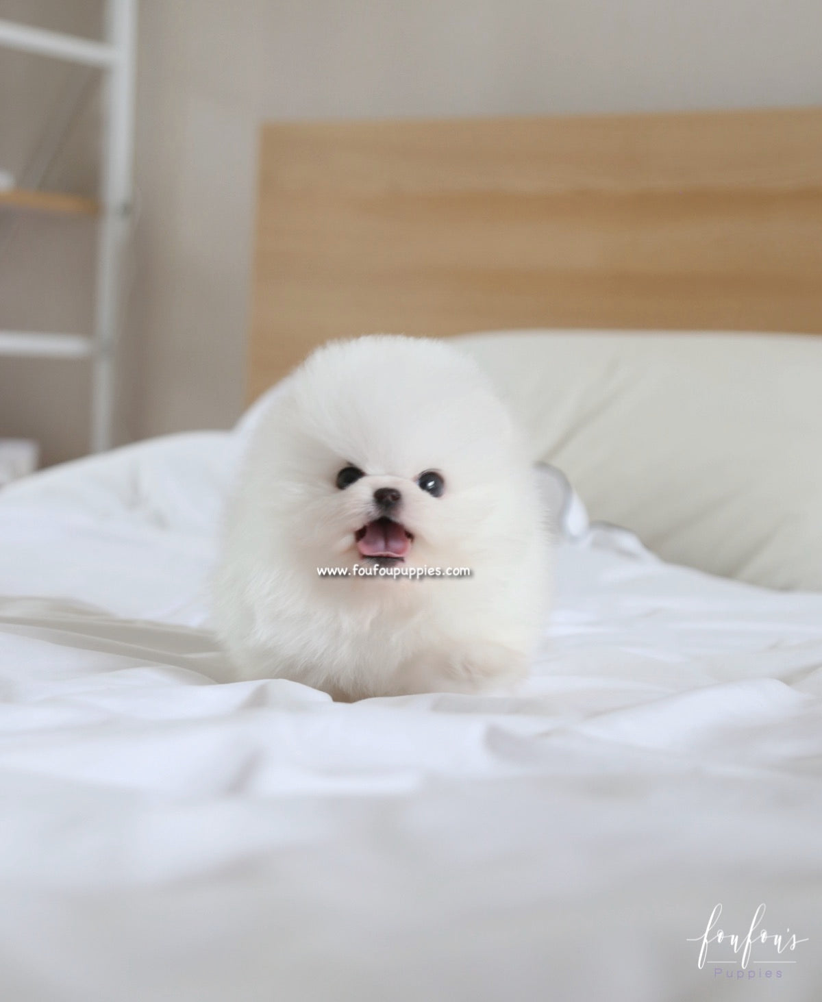 Bear - Pomeranian M.