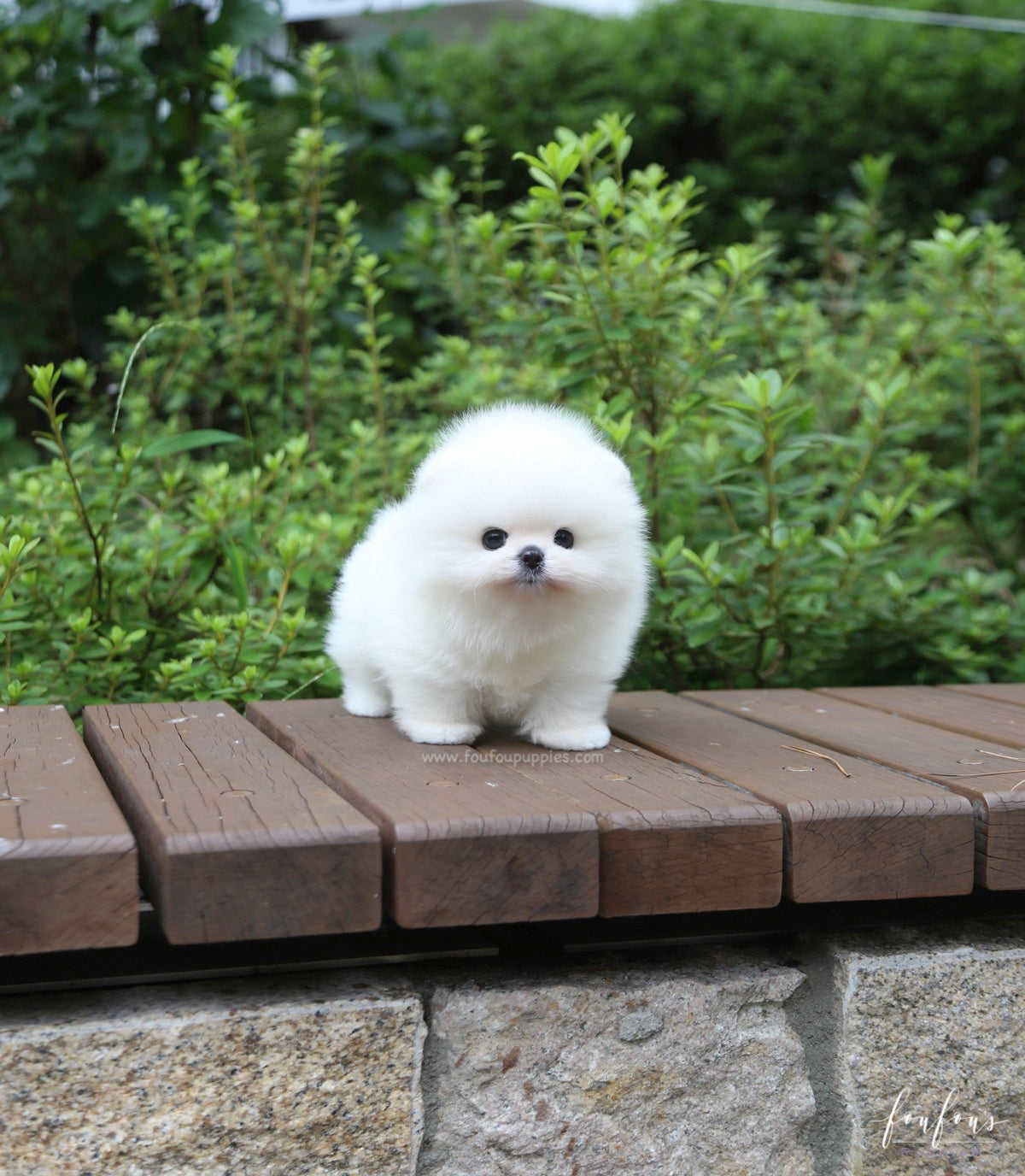 Sire - Pomeranian M.