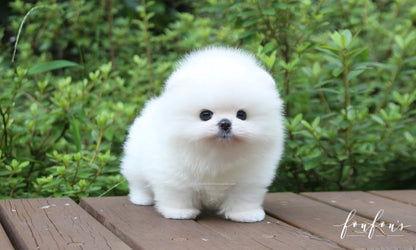 Sire - Pomeranian M.