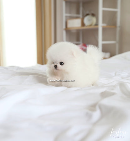 Bear - Pomeranian M.