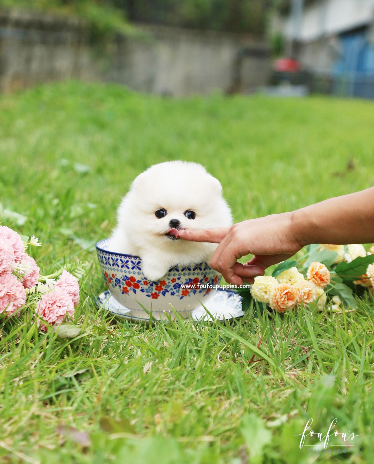 Bebe - Pomeranian F.