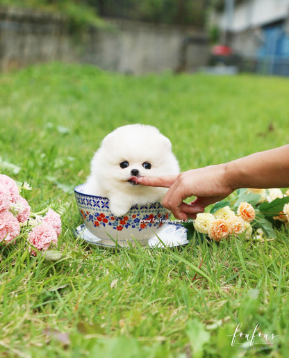 Bebe - Pomeranian F.