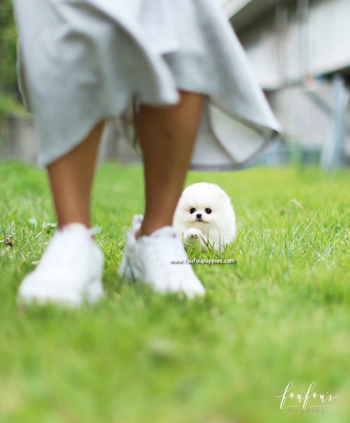 Bebe - Pomeranian F.