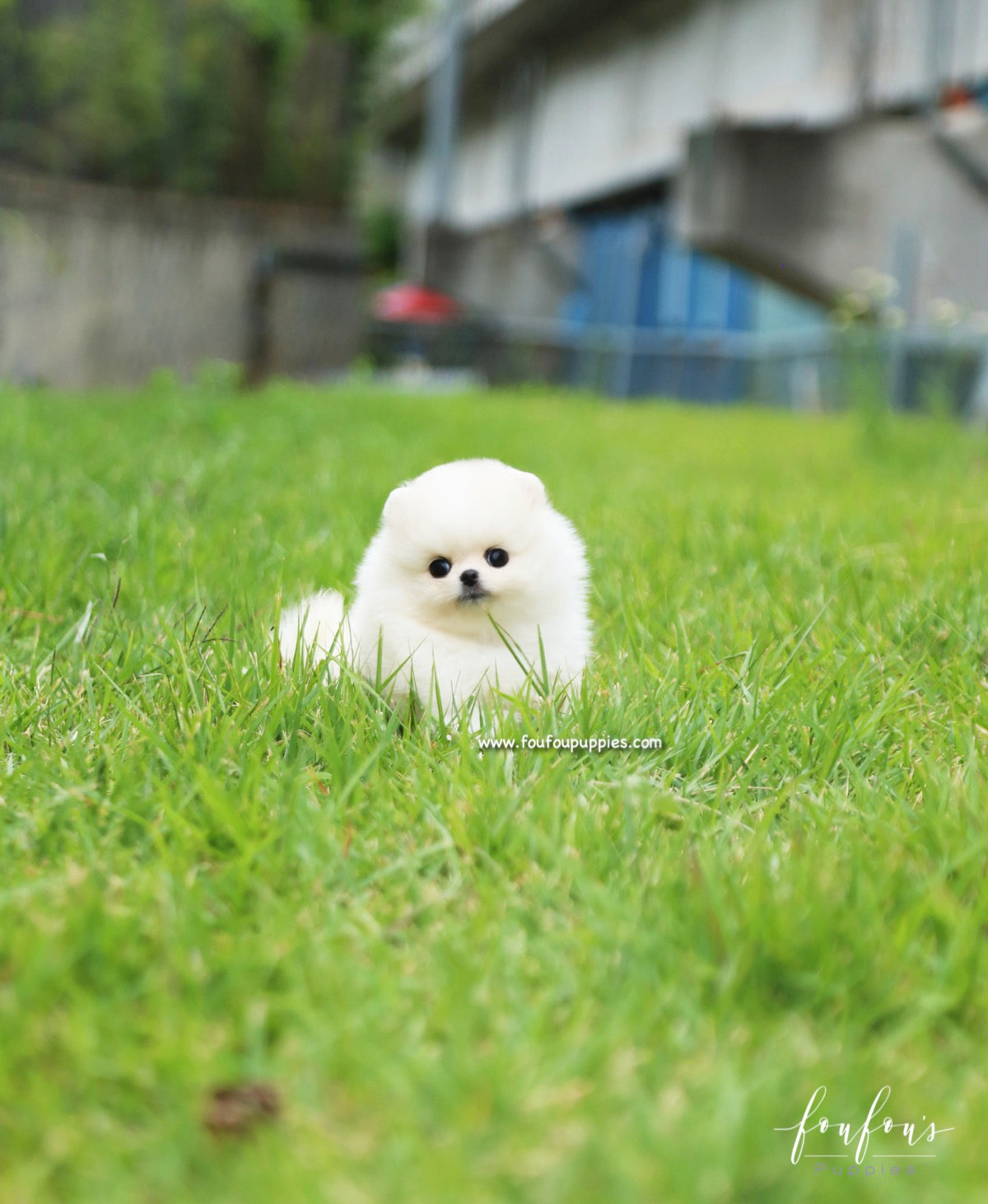 Bebe - Pomeranian F.