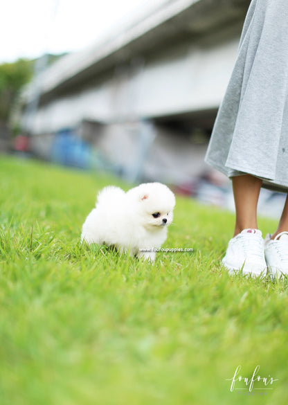 Bebe - Pomeranian F.