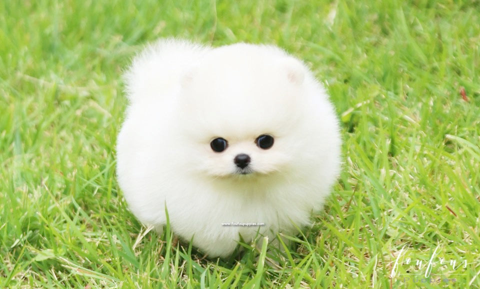 Bebe - Pomeranian F.