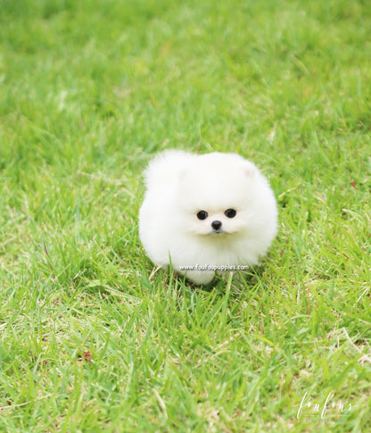 Bebe - Pomeranian F.