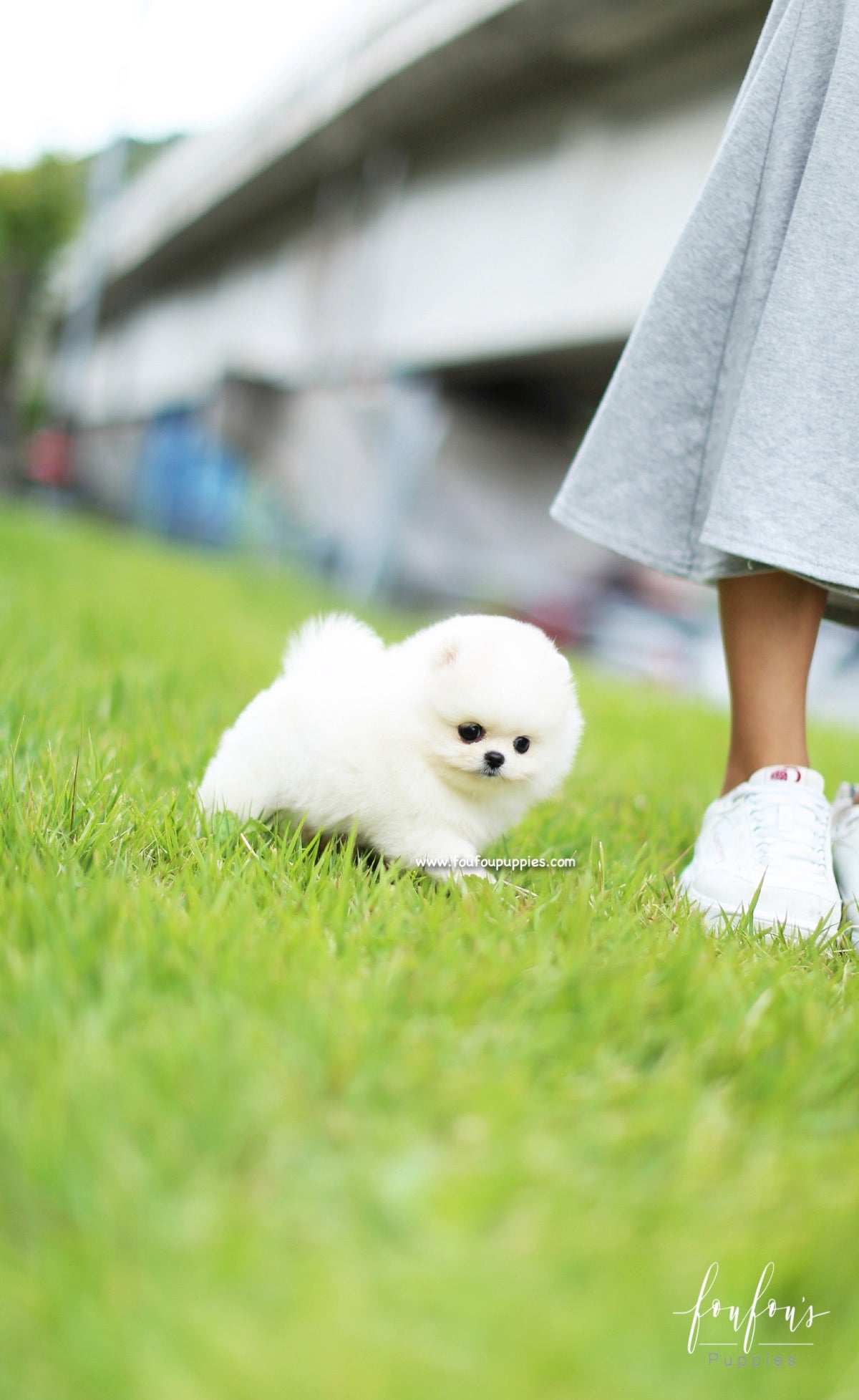 Bebe - Pomeranian F.