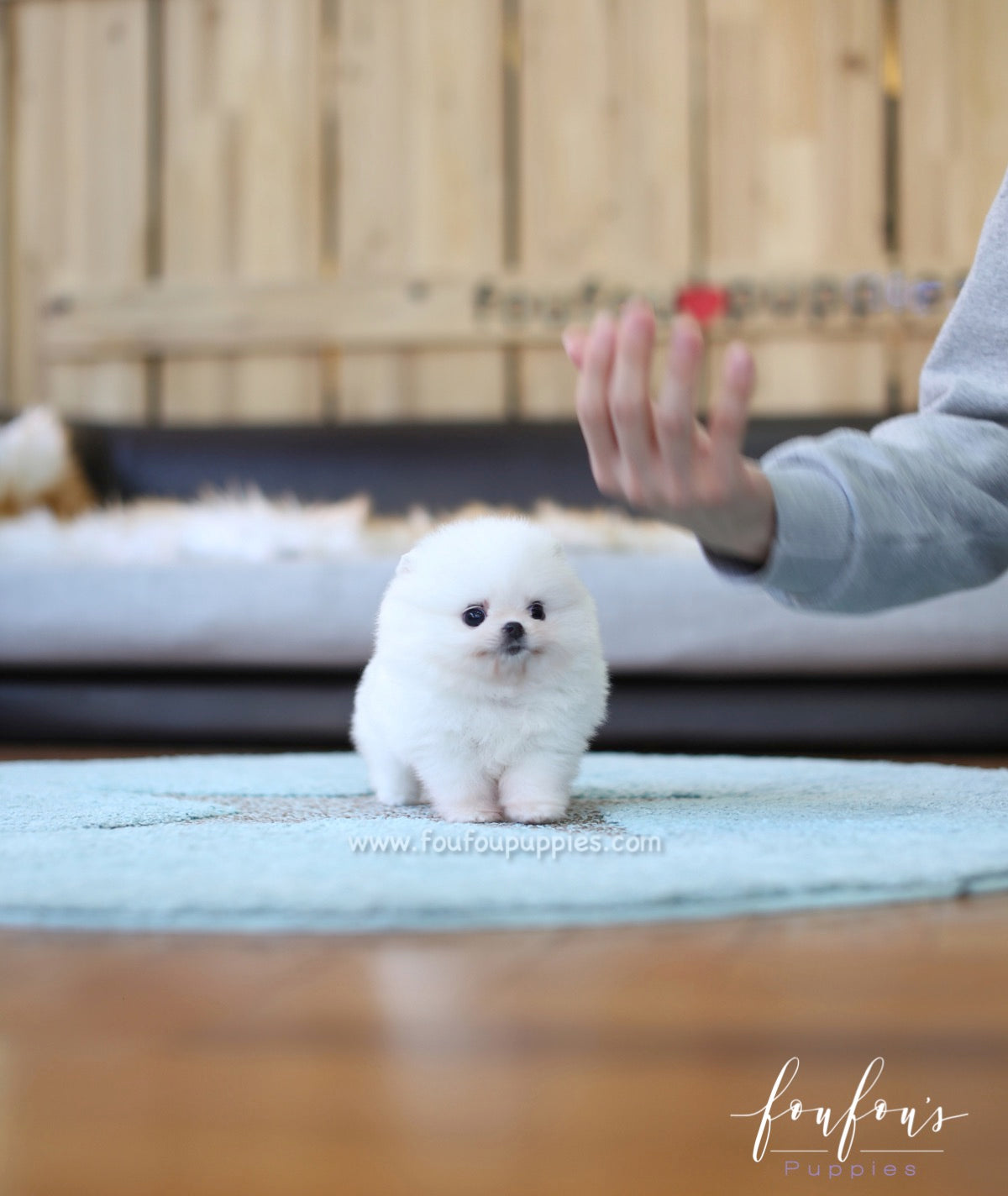 Belle - Pomeranian F.