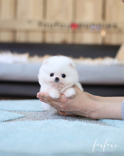 Belle - Pomeranian F.