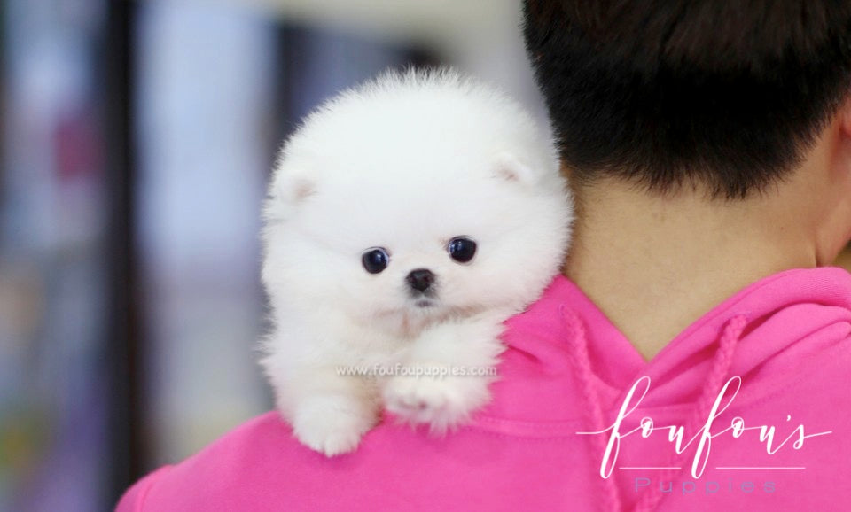 Belle - Pomeranian F.