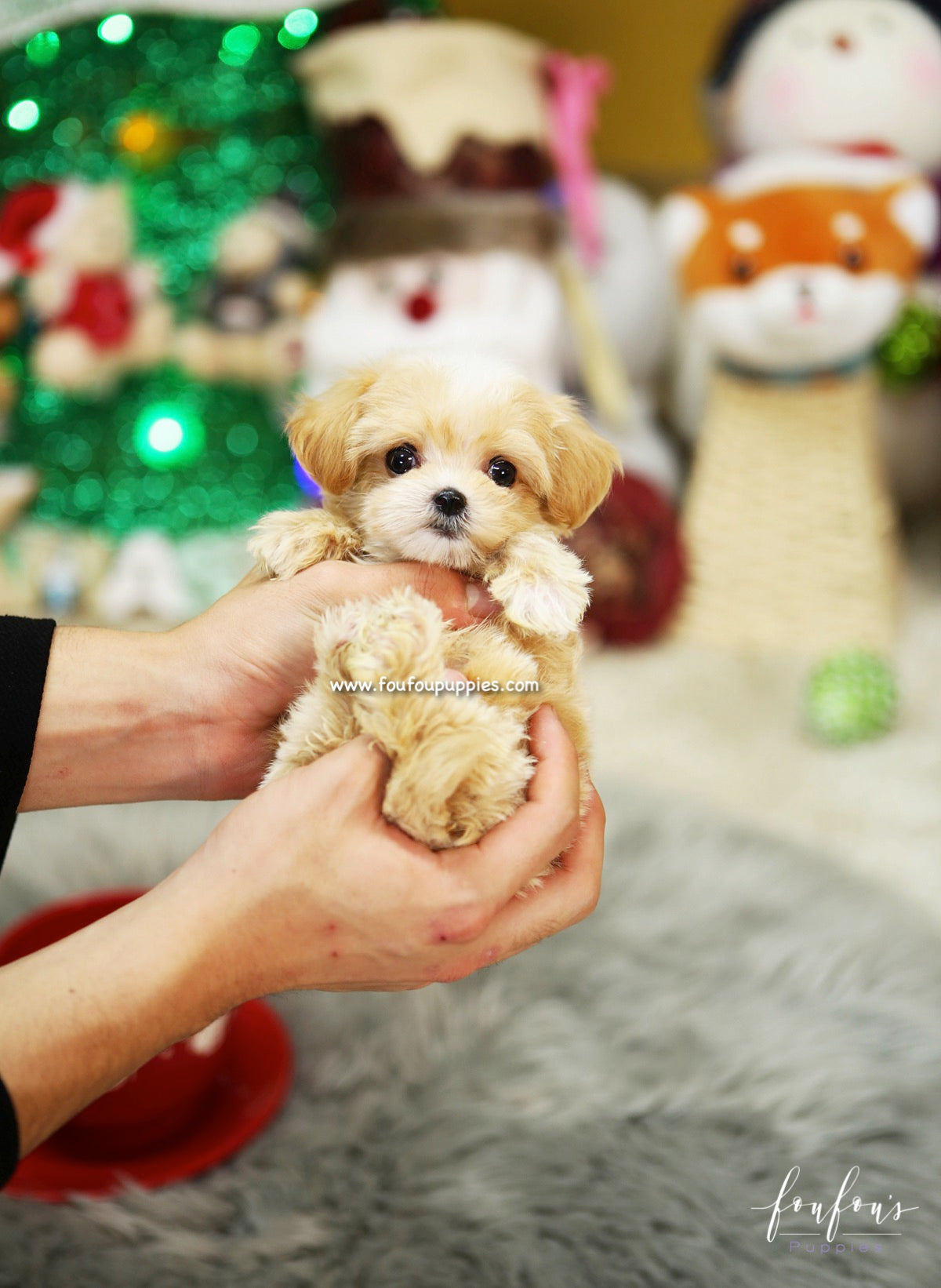 Lilly - Maltipoo F.