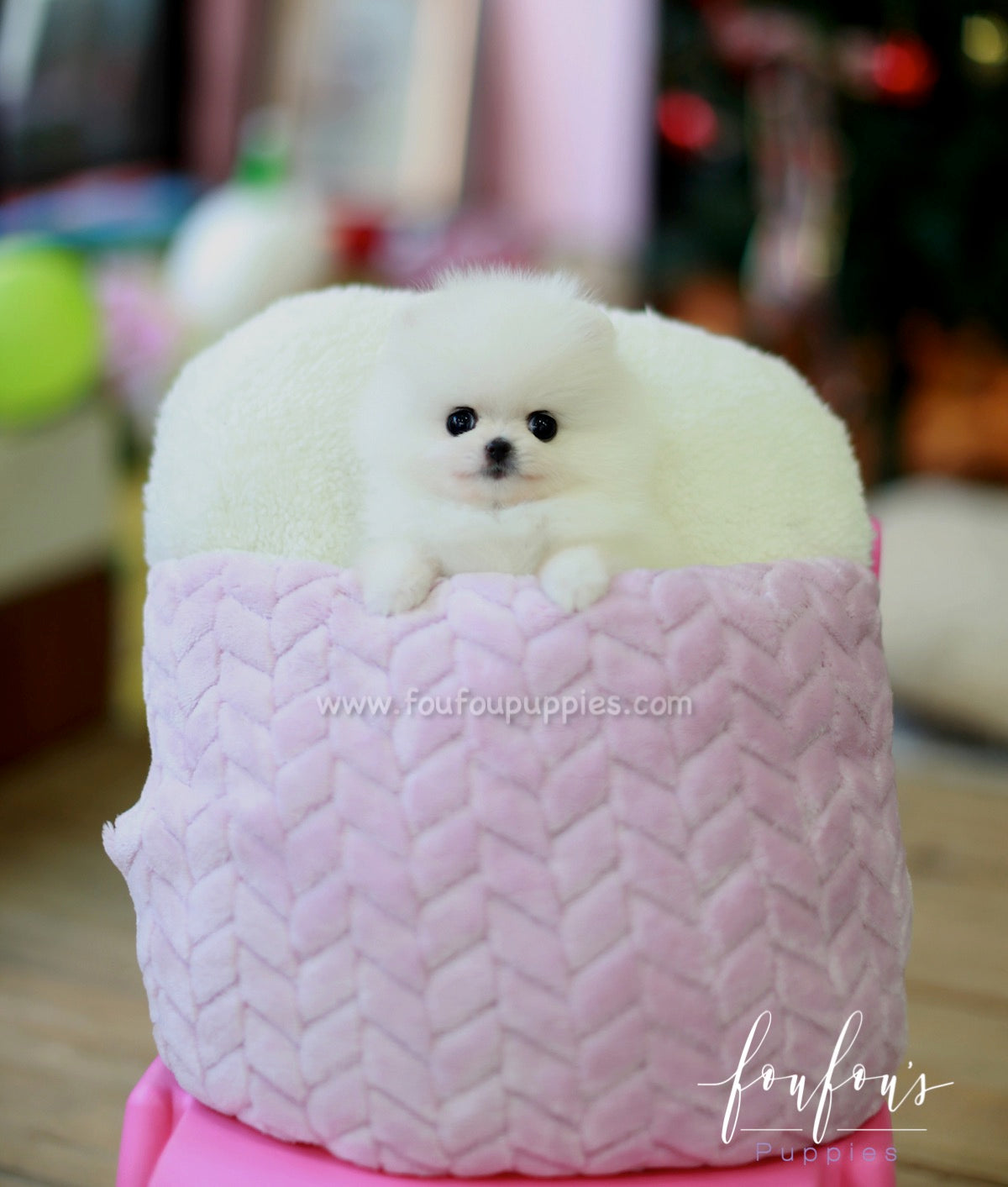 Bella - Pomeranian F.