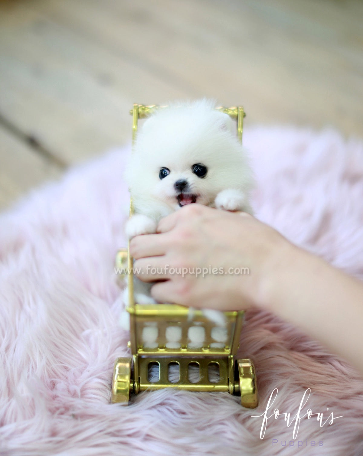 Bella - Pomeranian F.