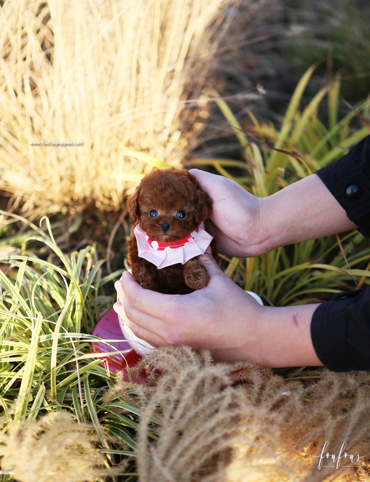 Kiwi - Poodle F.