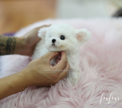 Boubou - Bichon Frise M.