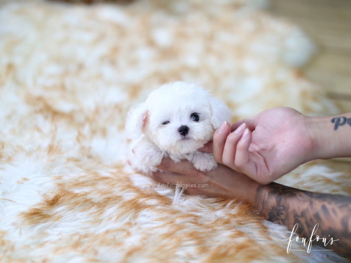 Boubou - Bichon Frise M.