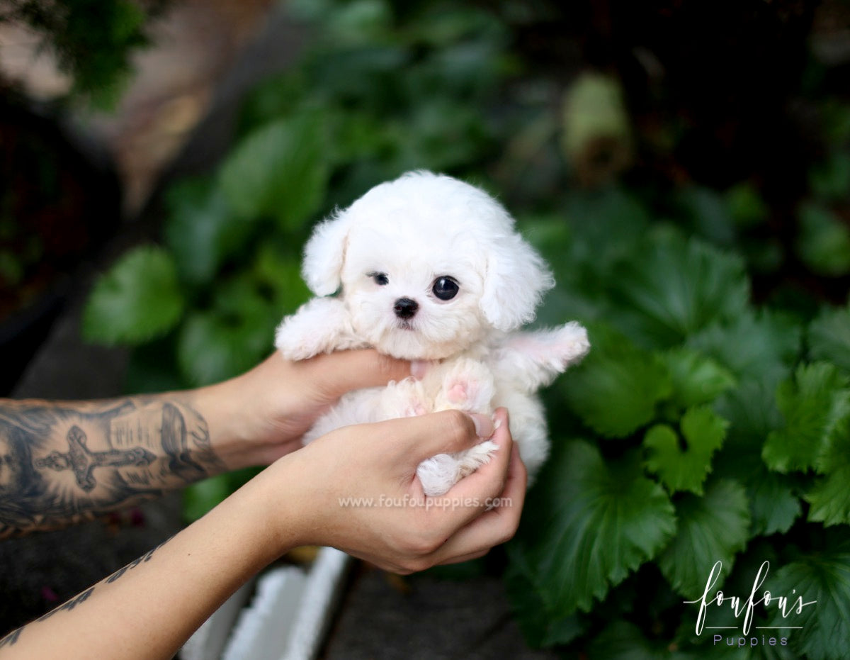 Bichon teacup sale puppies for sale