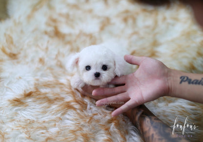 Boubou - Bichon Frise M.