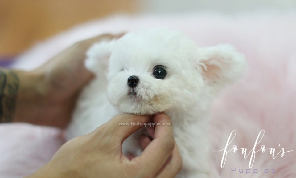 Boubou - Bichon Frise M.