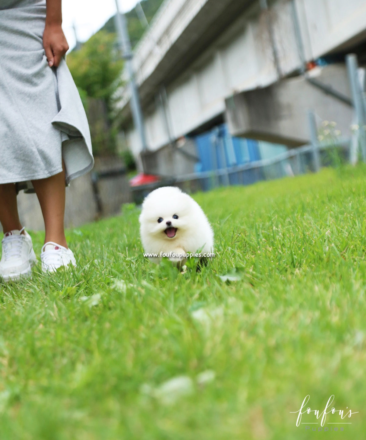 Bijou - Pomeranian F.