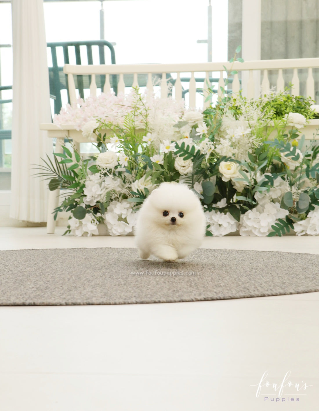 BeBe - Pomeranian F.