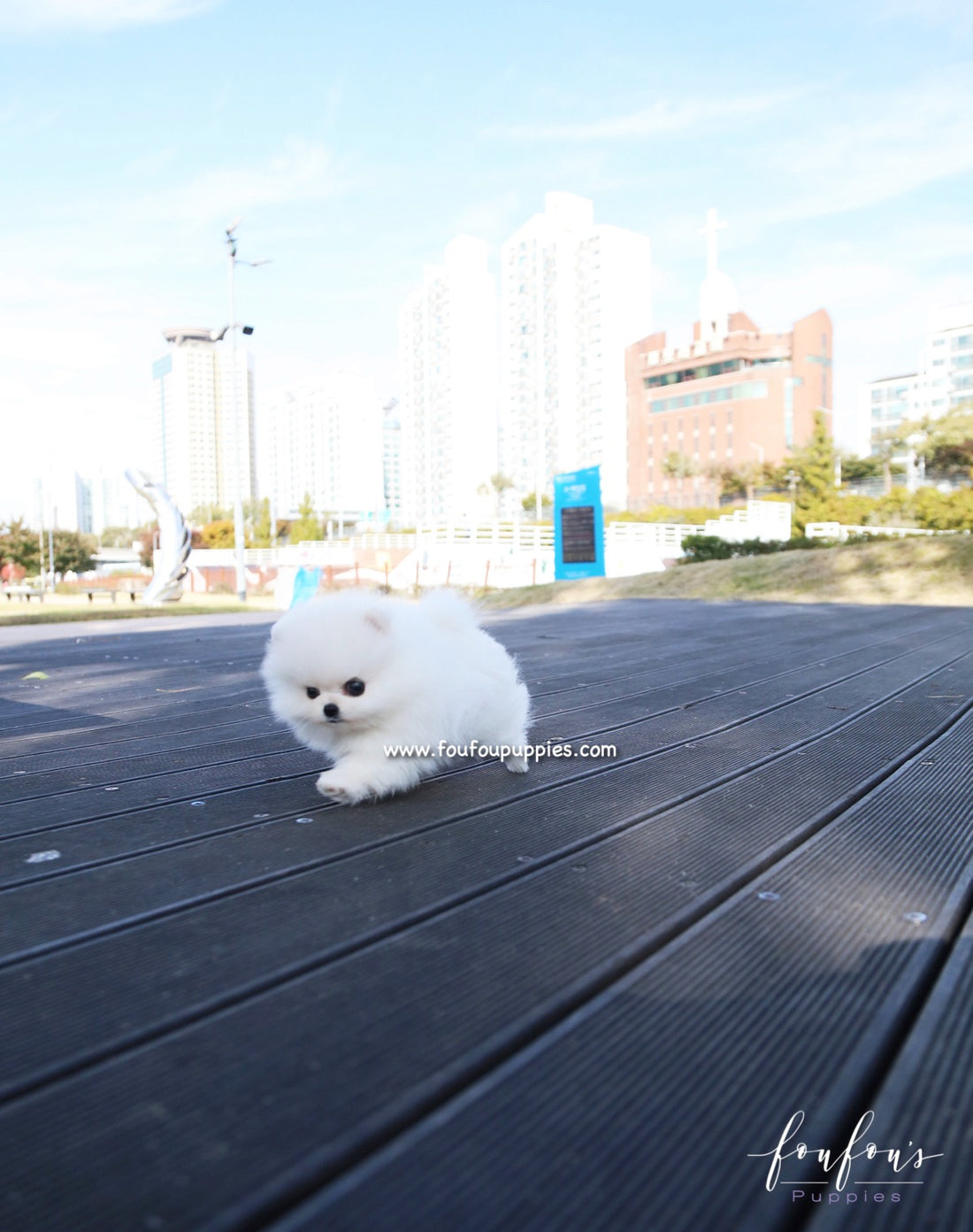 Bijou - Pomeranian F.