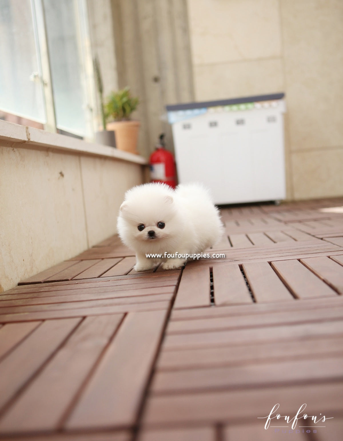 Bijou - Pomeranian F.