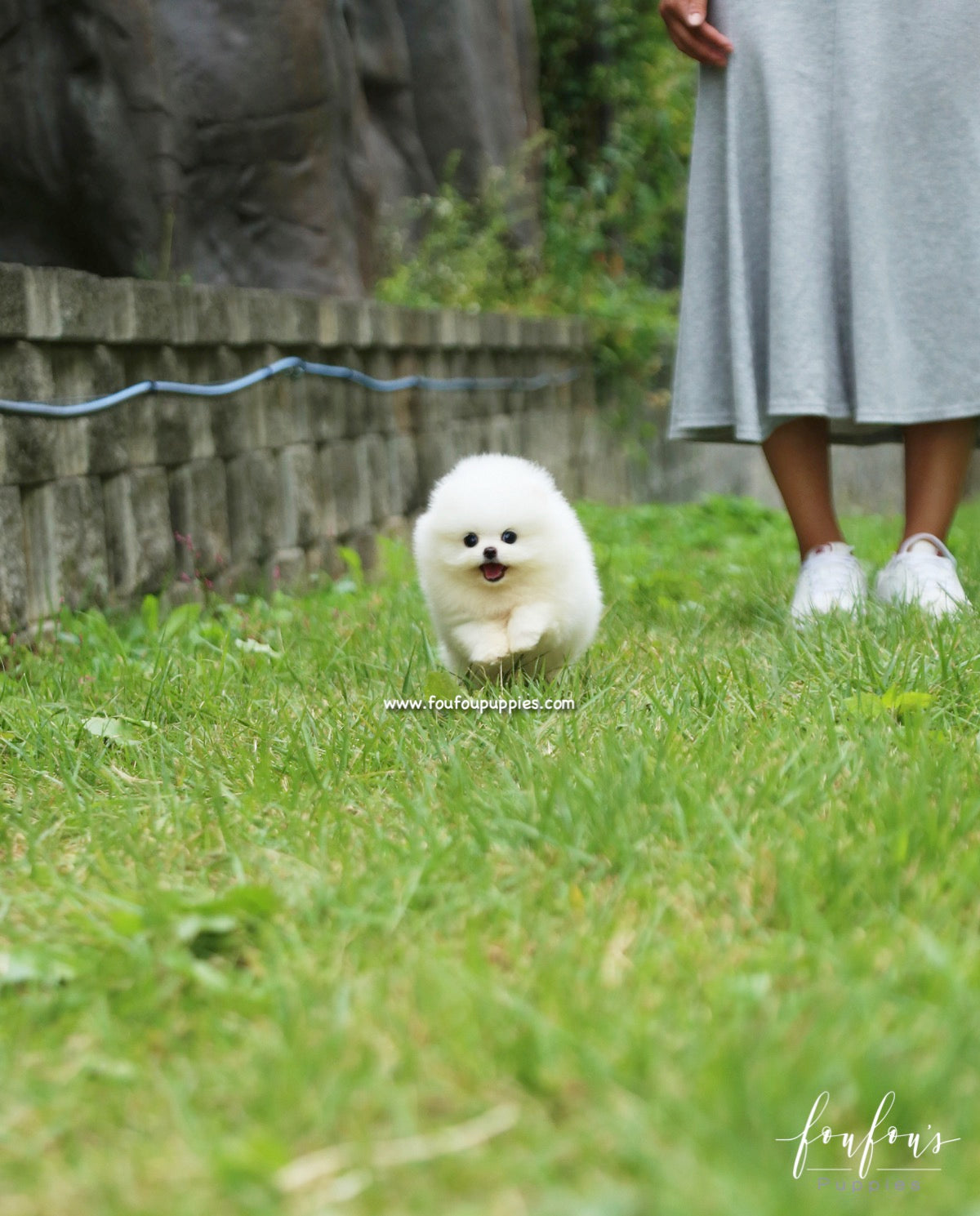 Bijou - Pomeranian F.