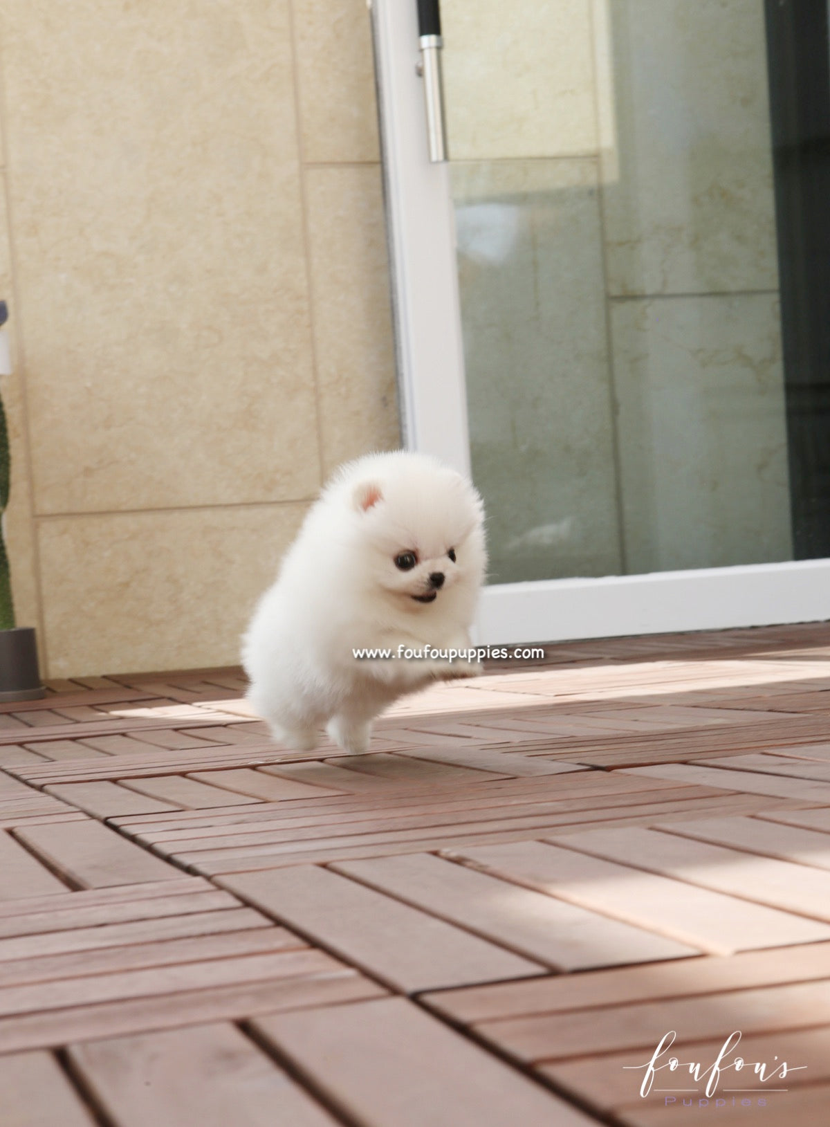 Bijou - Pomeranian F.