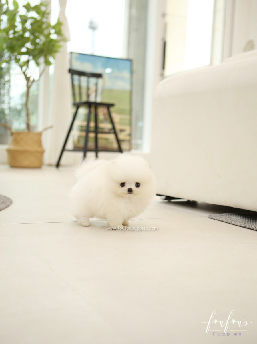 BeBe - Pomeranian F.