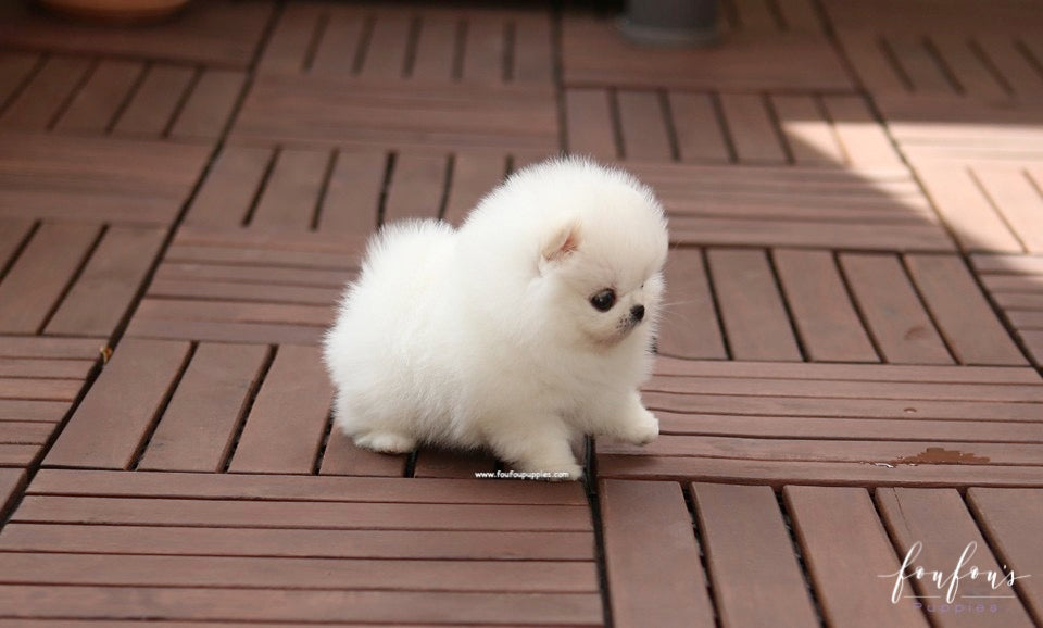 Bijou - Pomeranian F.