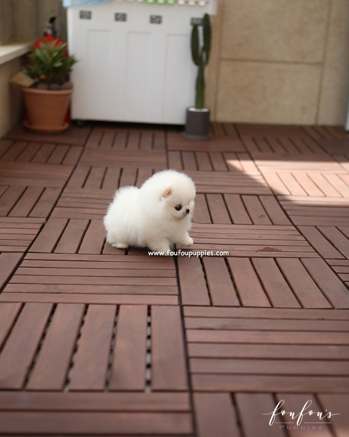 Bijou - Pomeranian F.