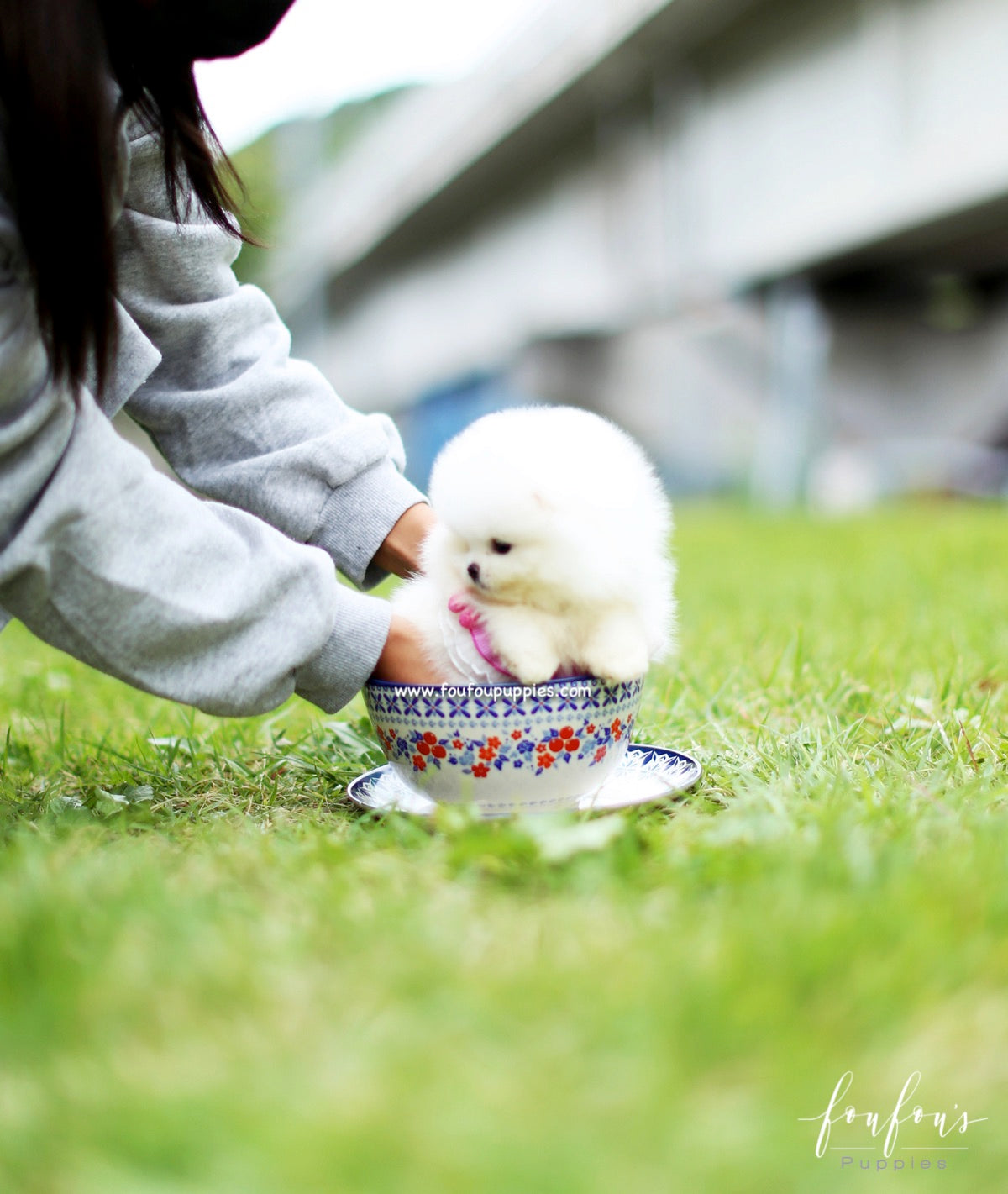 Bijou - Pomeranian F.