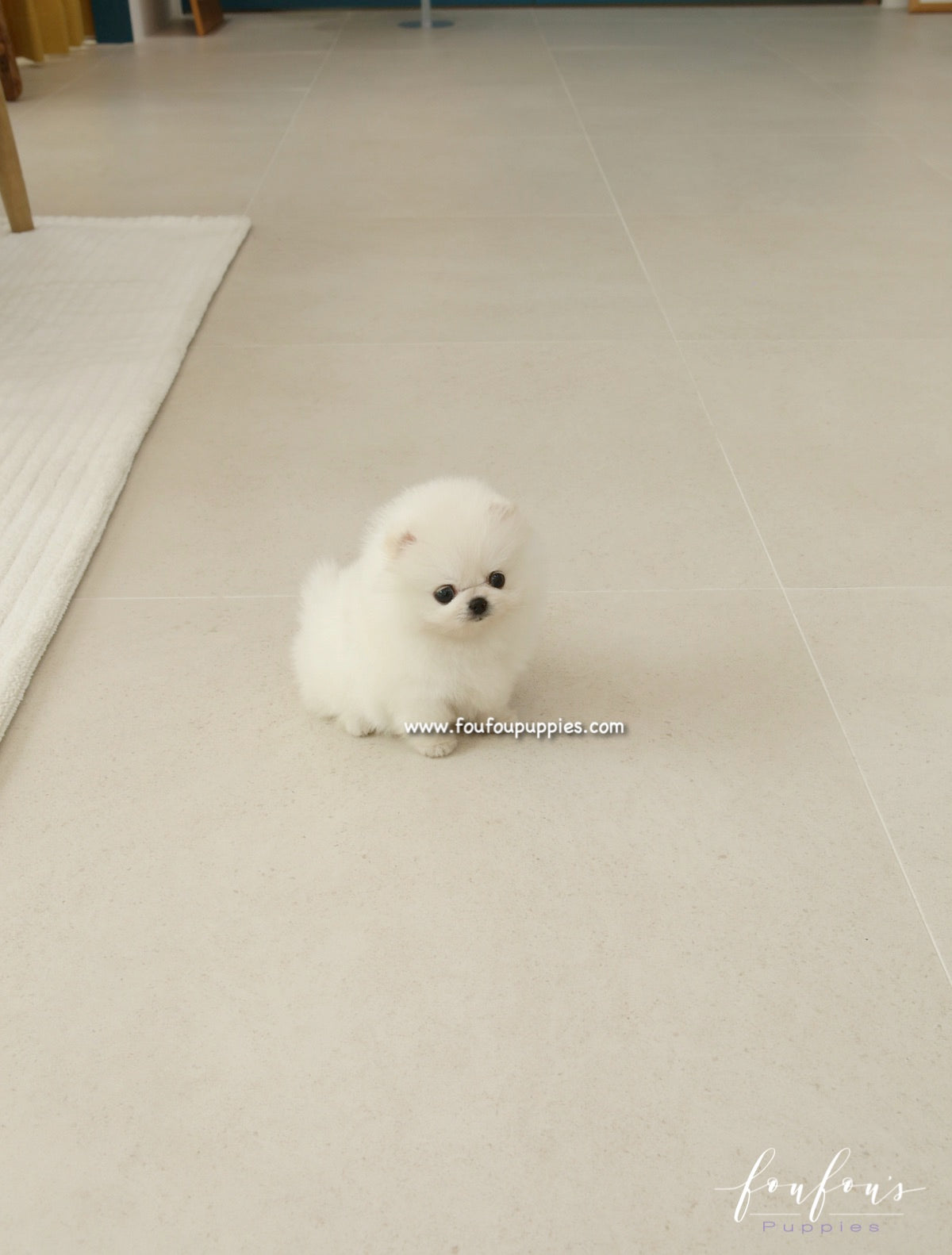 Bijou - Pomeranian F.