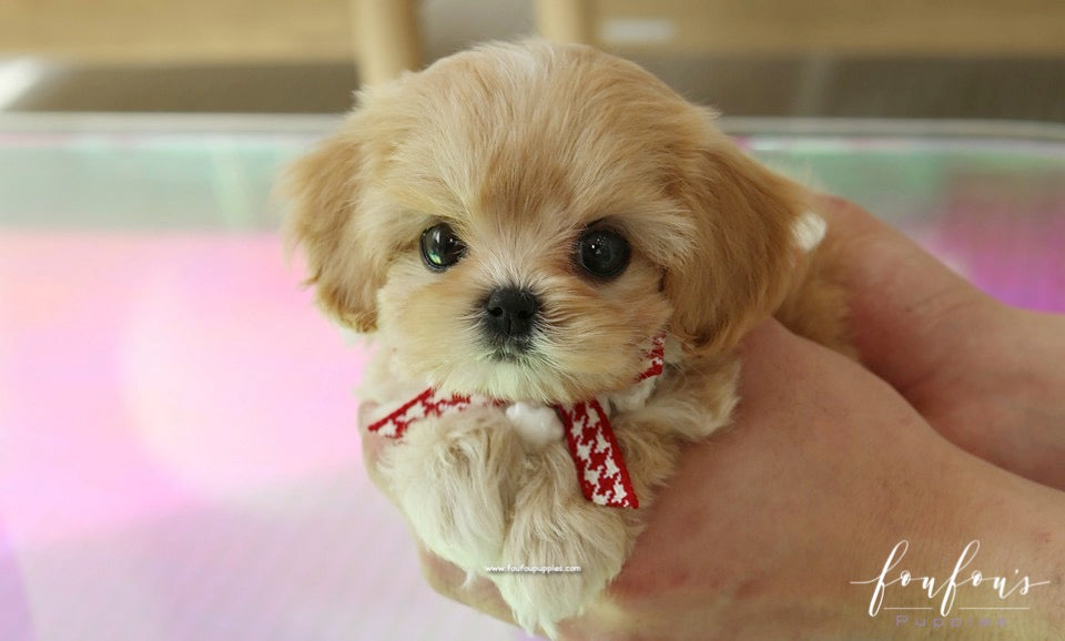 Bisou - Maltipoo F.