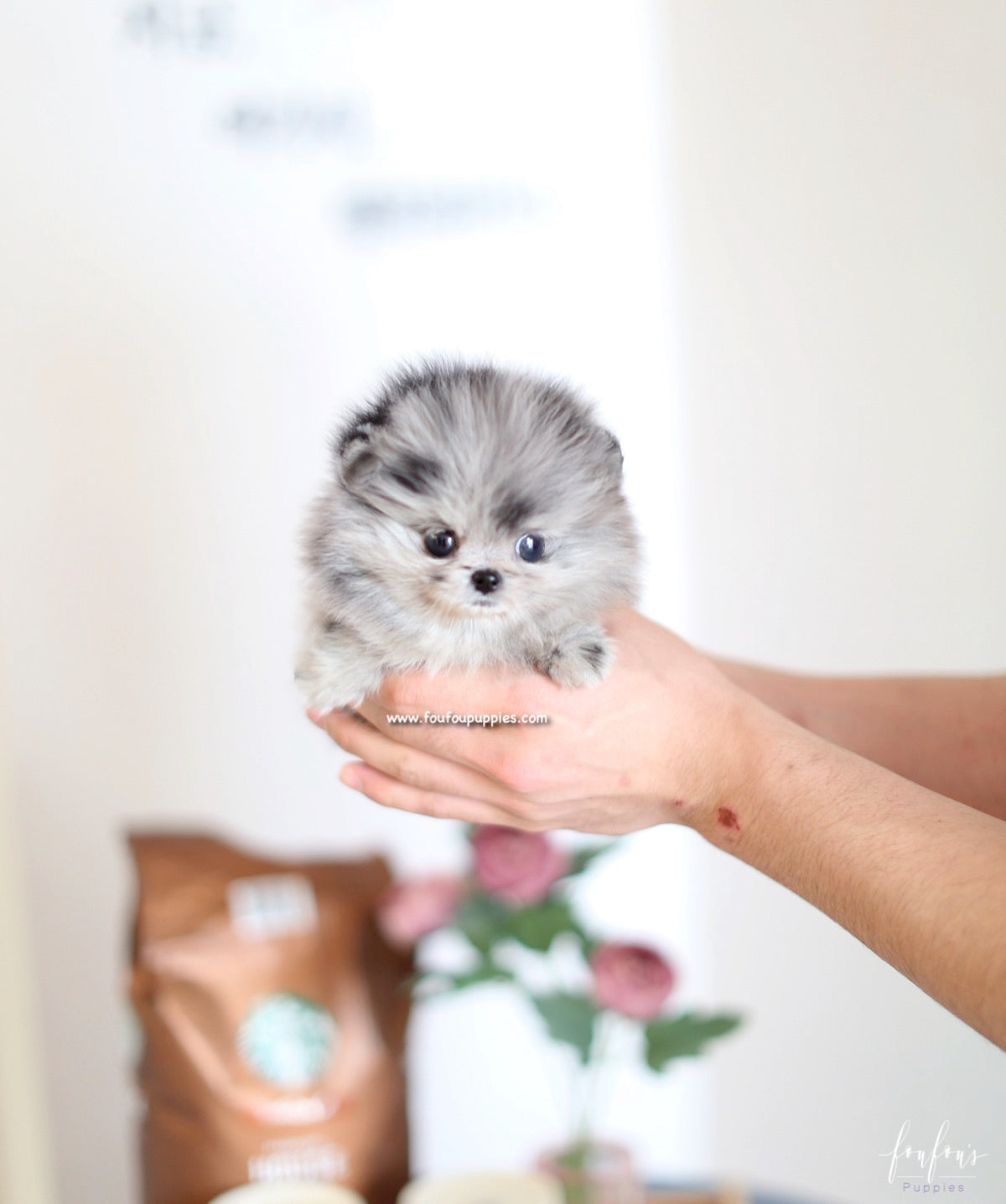 Mickey Blue - Pomeranian M.