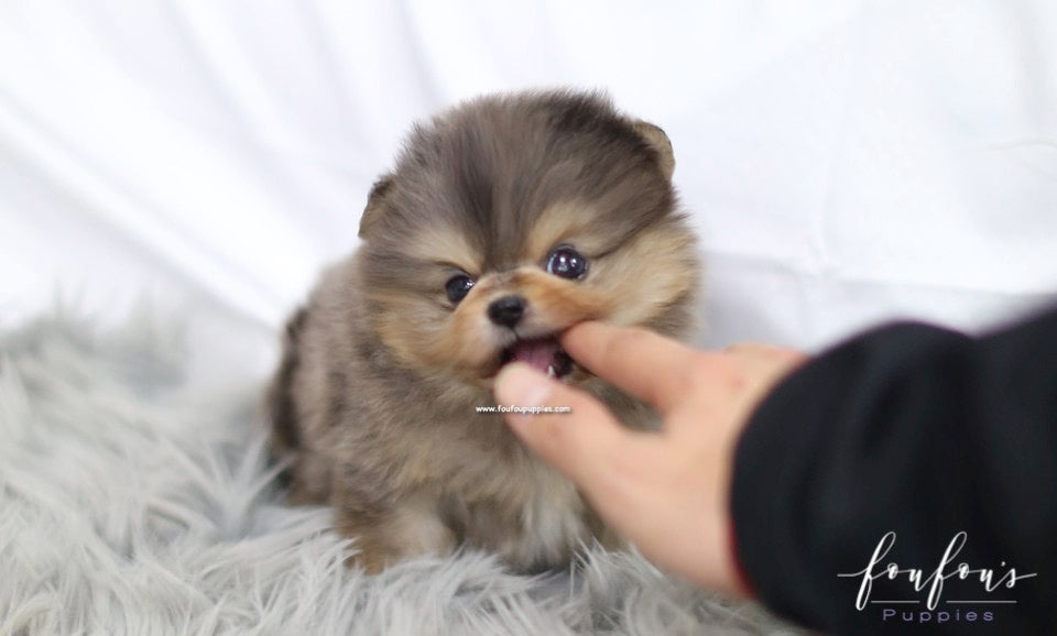 Açai - Pomeranian M.