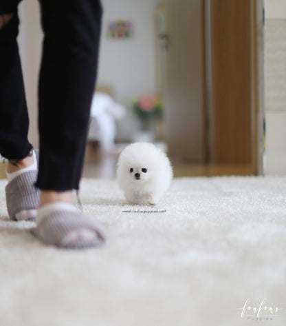 Boubou - Pomeranian M.