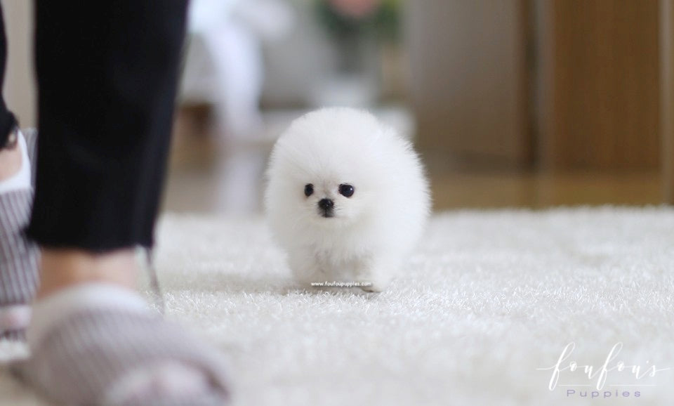 Boubou - Pomeranian M.