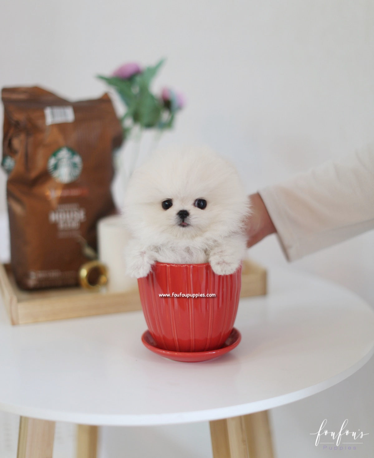 Boubou - Pomeranian M.