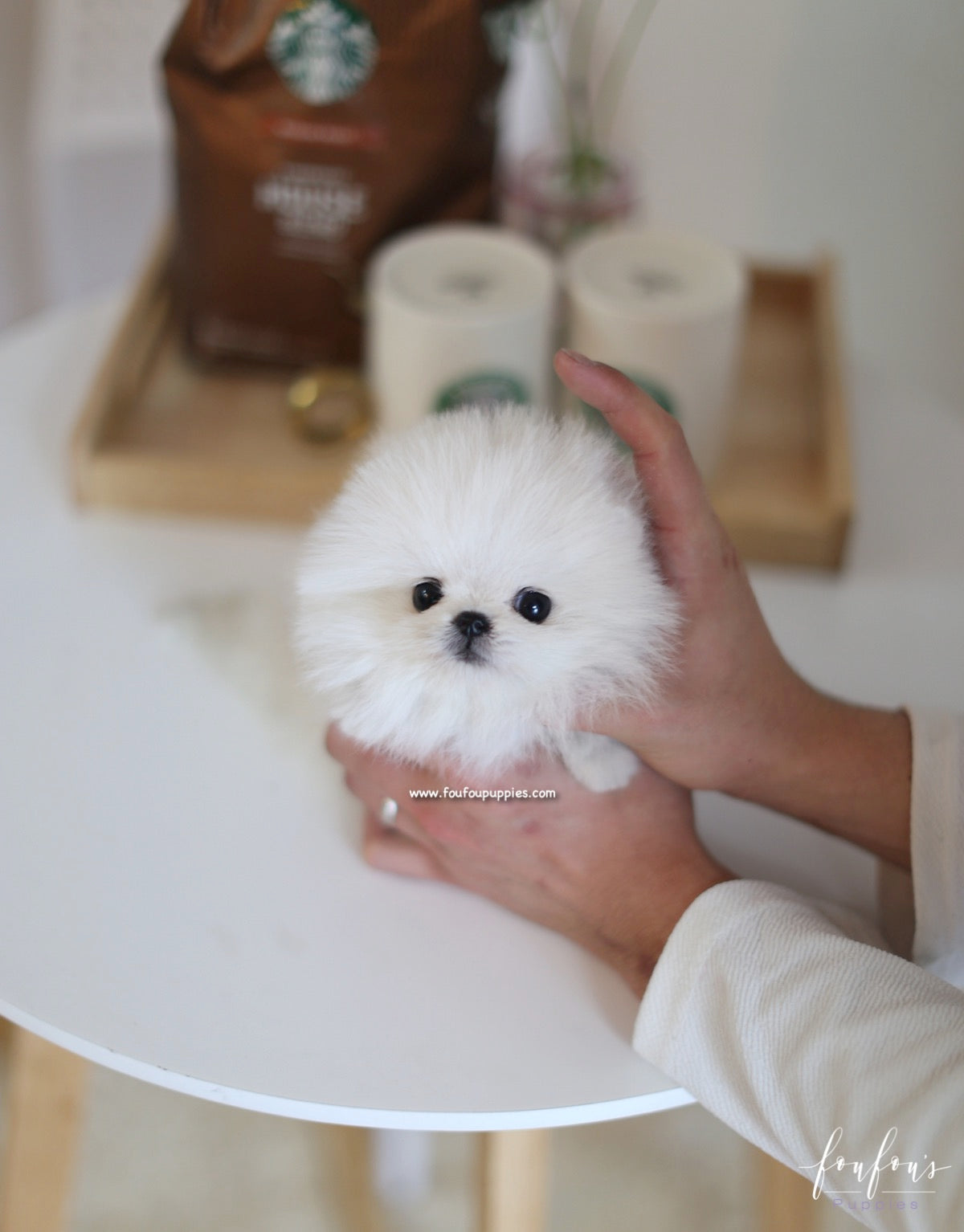 Boubou - Pomeranian M.