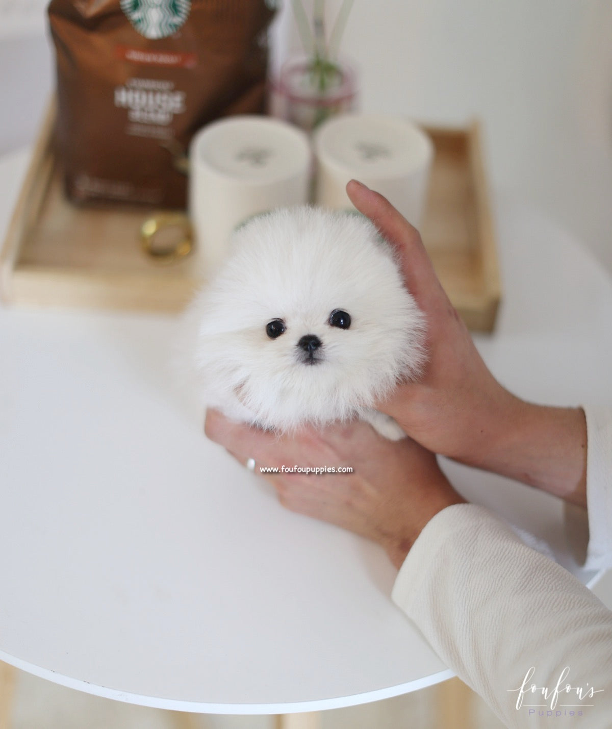 Boubou - Pomeranian M.